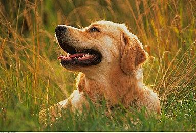 鸭鸭侦探新作Steam页面 暂不支持中文